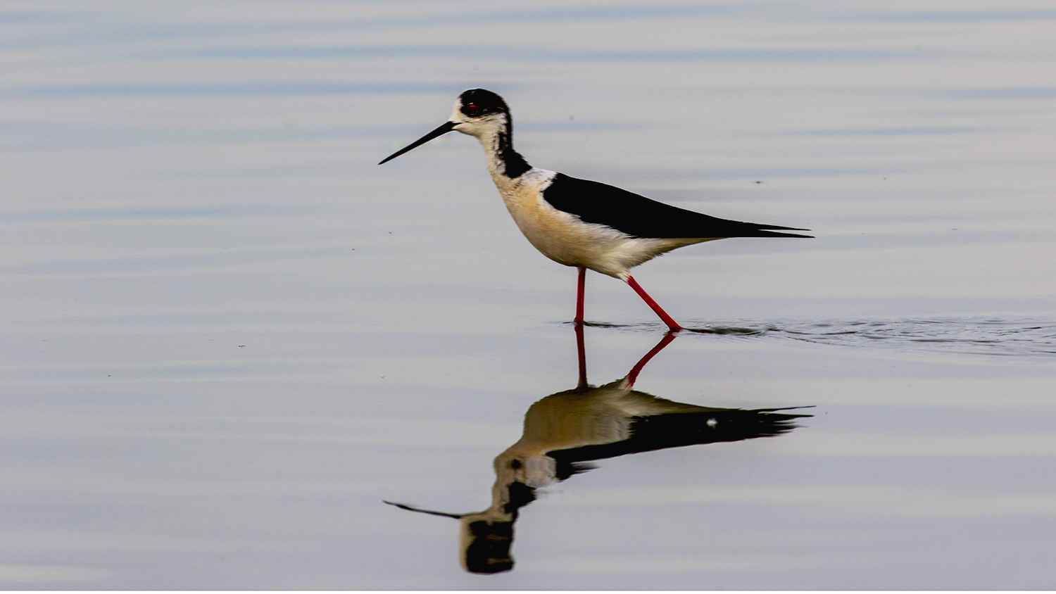 Black-winged Stilt